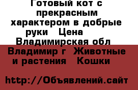Готовый кот с прекрасным характером в добрые руки › Цена ­ 10 - Владимирская обл., Владимир г. Животные и растения » Кошки   